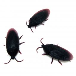 Creepy Cockroaches - 144 Count